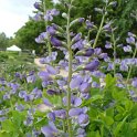 Baptisia australis fleur